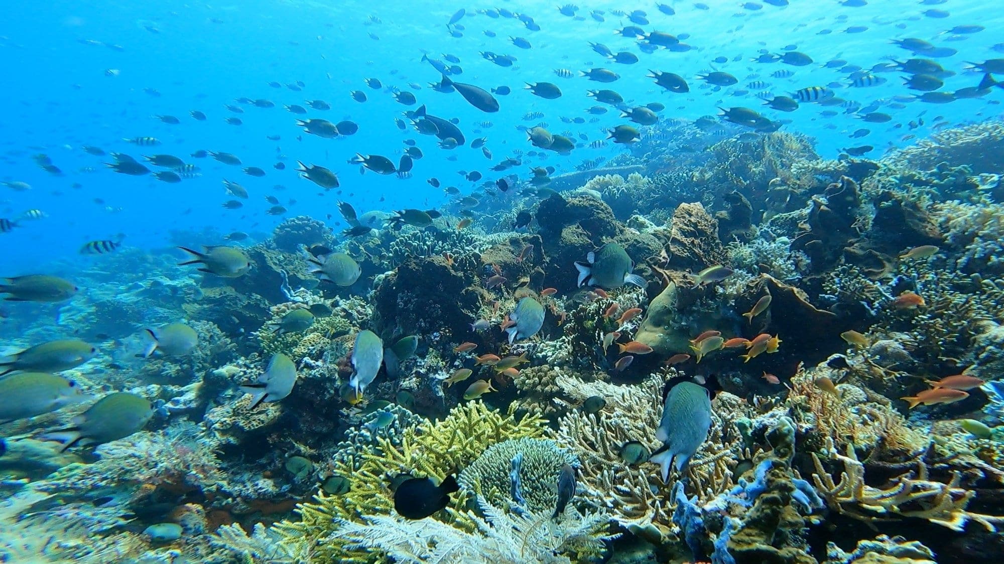 Farbenprächtiges Korallenriff voller tropischer Fische