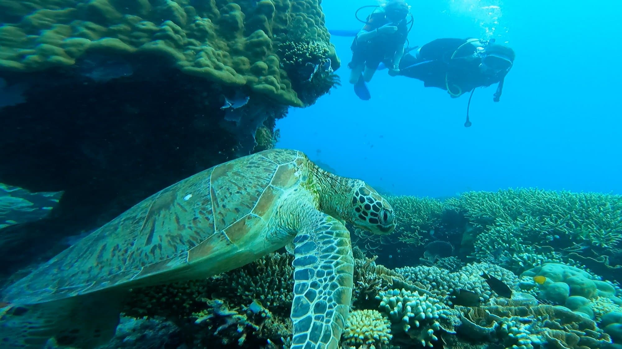 Green sea turtle gliding over coral reef in Bali — private diving at Tulamben and Nusa Penida