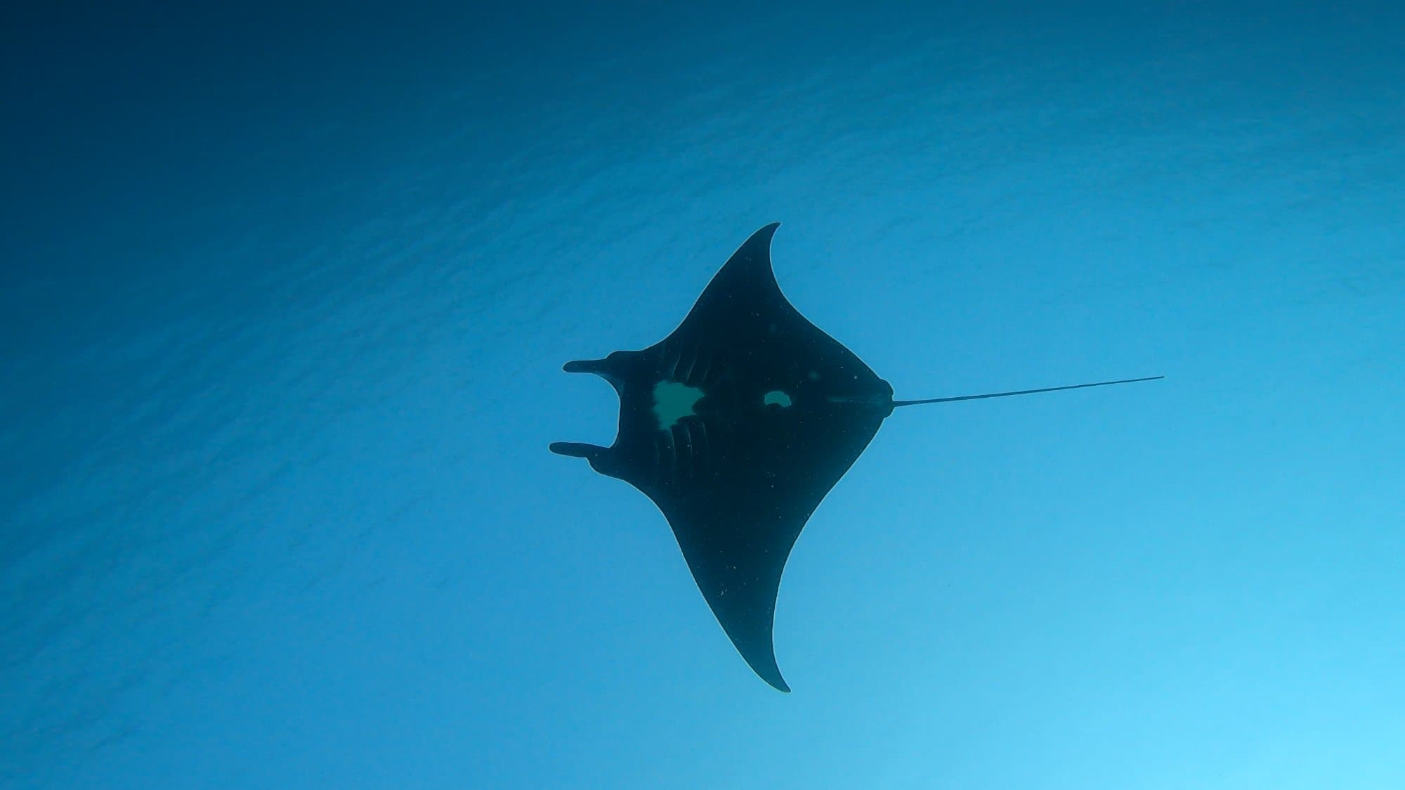 Manta ray silhouette in deep blue water at Komodo National Park, Indonesia