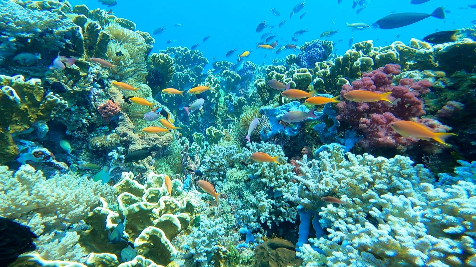 Vibrant coral reef with tropical fish in Tulamben, Bali