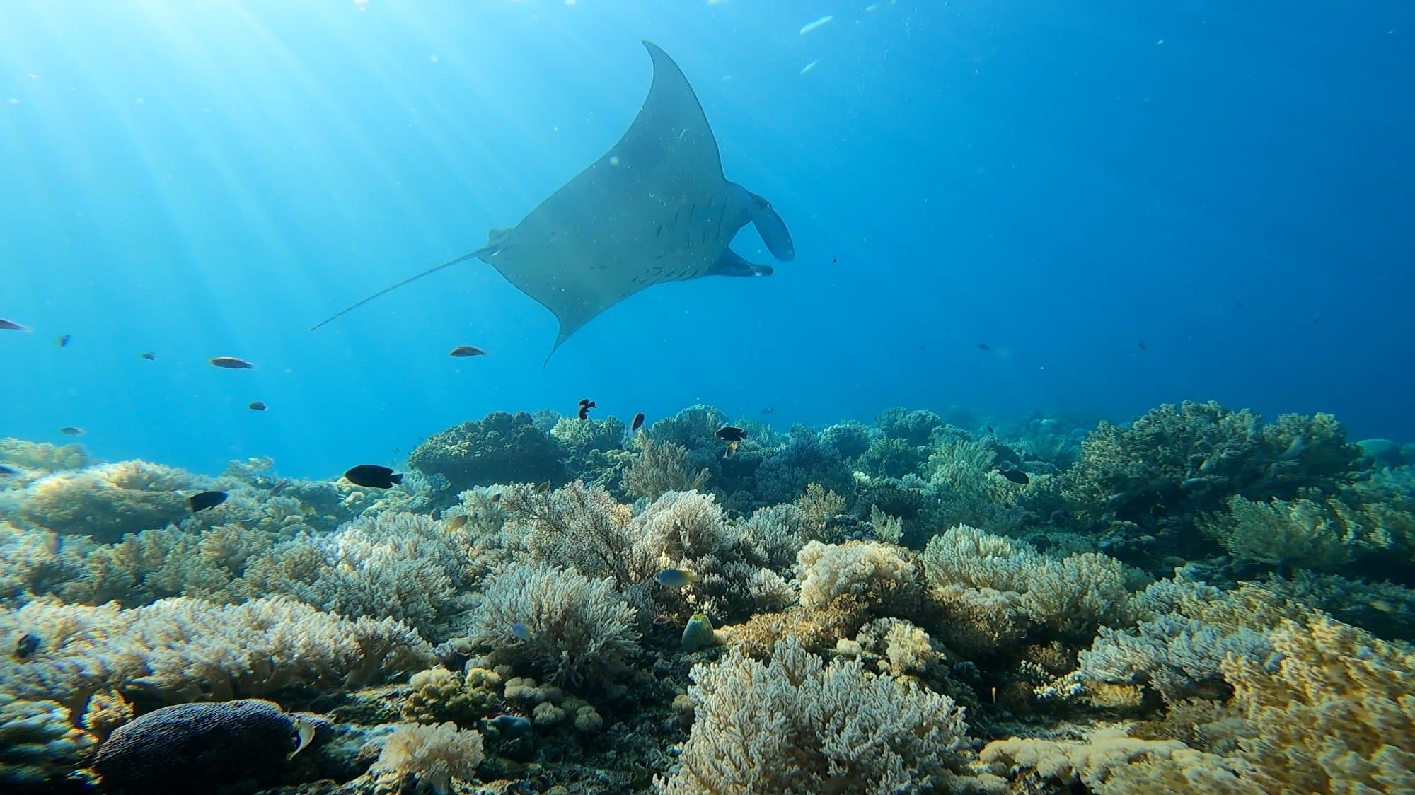 Mantarochen gleitet über ein Korallenriff auf Bali – privates Tauchen mit Boutique Diving Bali